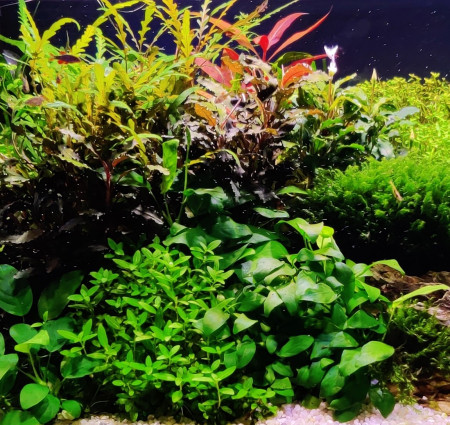 aquariophile alrom44390