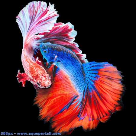 aquariophile fishman56