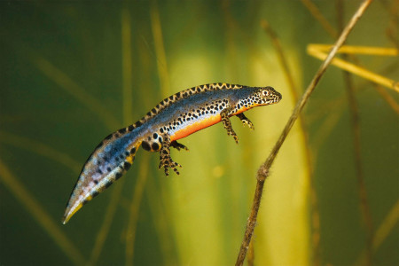 tritururus alpestris