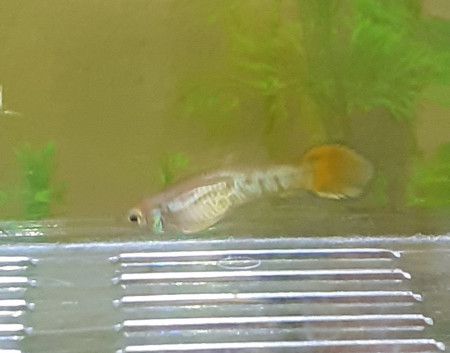 aquariophile guppyland95
