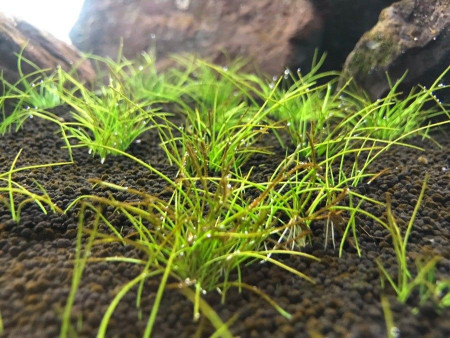 eleocharis pussilla
