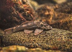 ancistrus gymnorhynchus