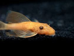 ancistrus sp. “super red”