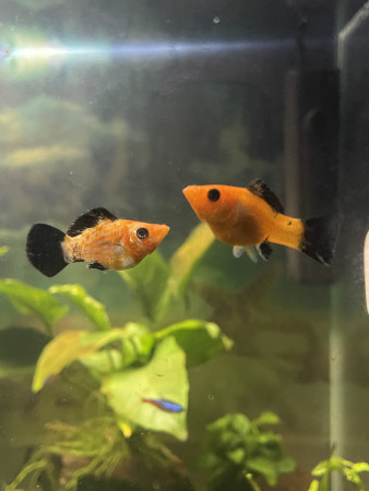aquariophile Staduch