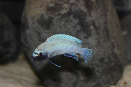 pseudotropheus sp polit