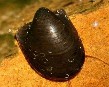 neritina auriculata