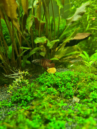 aquariophile Soso77