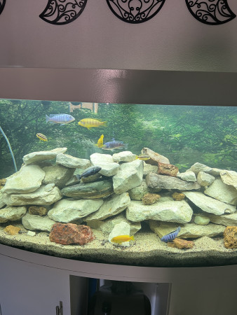 aquariophile Clemmalawi