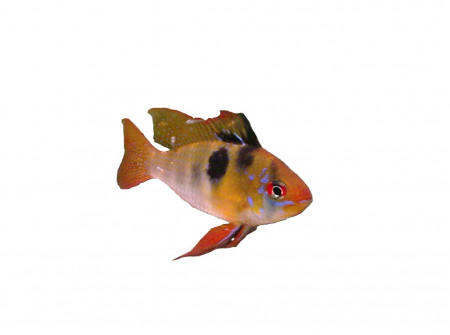 aquariophile Luckifish