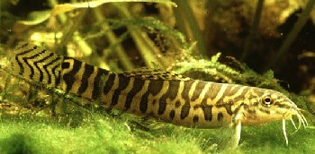 acanthocobitis botia