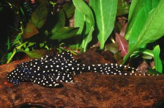 acanthicus adonis