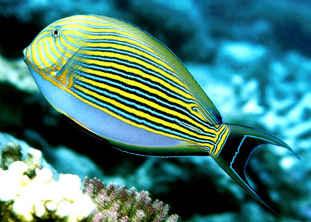 acanthurus lineatus