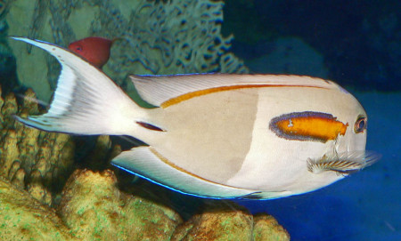 acanthurus olivaceus