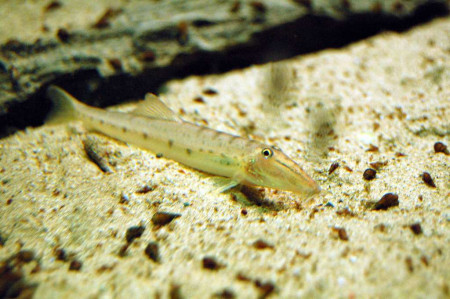 acantopsis dialuzona