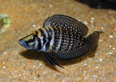 altolamprologus calvus