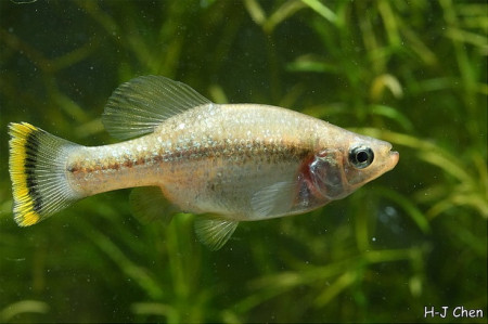 ameca splendens