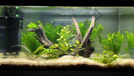 aquariophile Jannot84