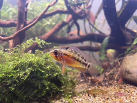 aquariophile Matheo6936