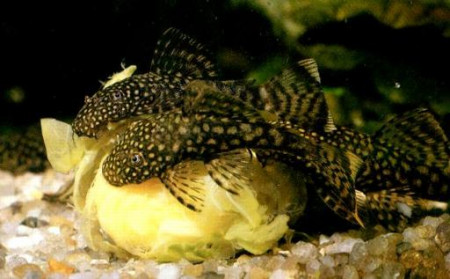 ancistrus leucostictus