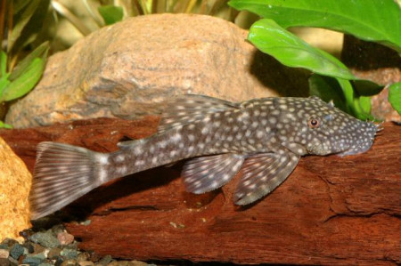 ancistrus multispinis