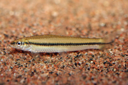 apareiodon affinis
