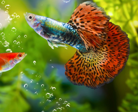 aquariophile FishTips