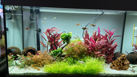 aquariophile Lucrido