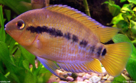 archocentrus multispinosus