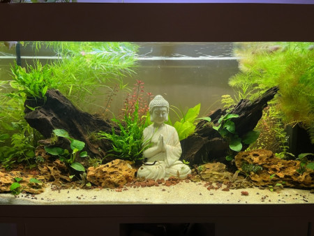 aquariophile Bakra