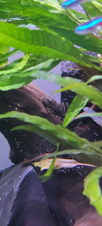 aquariophile Vlokord