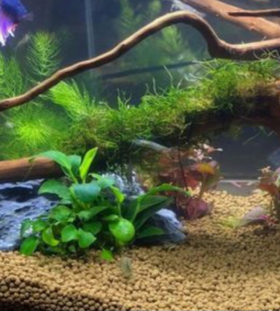 aquariophile PtitLotus