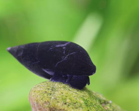 melanopsis buccinoidea sp. "purple haze"