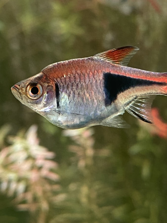 aquariophile Emma1234