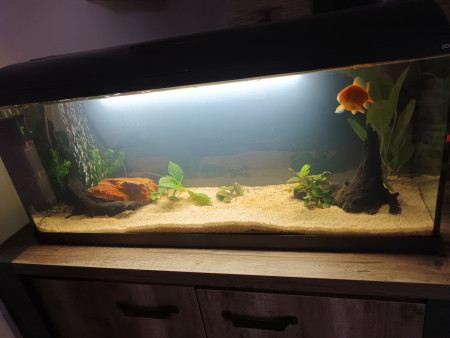 aquariophile Brit51