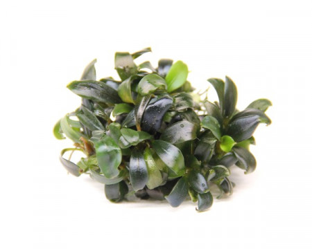 bucephalandra sp. ‘serimbu brown’