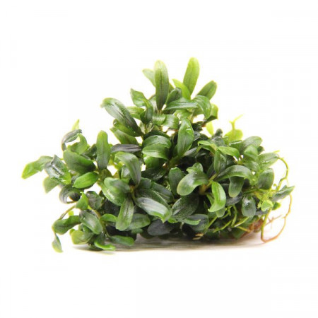 bucephalandra micrantha