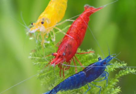 aquariophile DjAquario
