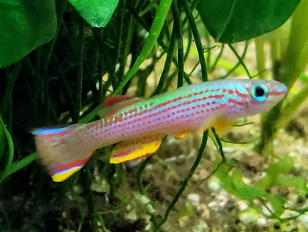 aquariophile Ritournelle