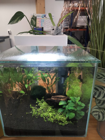 aquariophile morganediotpgm
