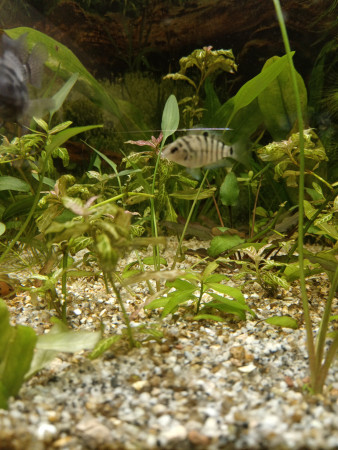 aquariophile Songe