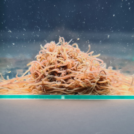 lumbriculus variegatus