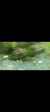 aquariophile celine.c