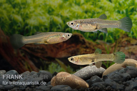 aquariophile Gaspard.vend