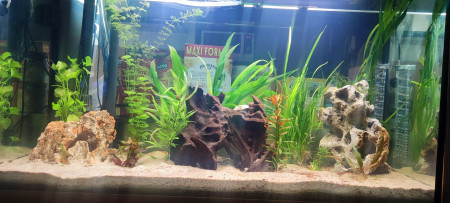 aquariophile Benli