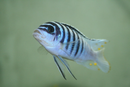 aquariophile SKALARIS_45