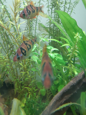 aquariophile Anubiadamidum