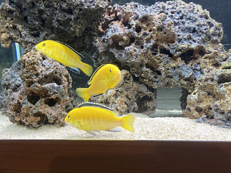 aquariophile Romy7