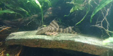 aquariophile LaetLaet