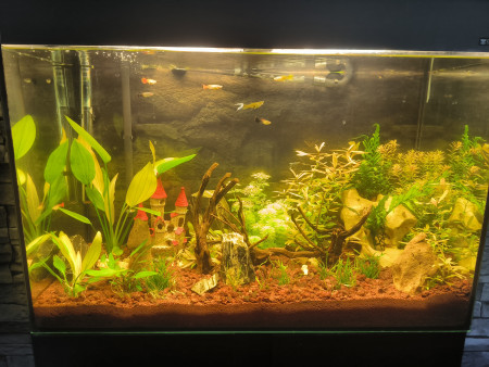 aquariophile Martoul
