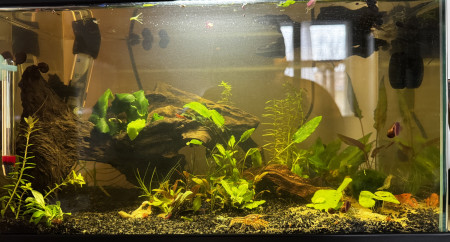 aquariophile Lemondedeao